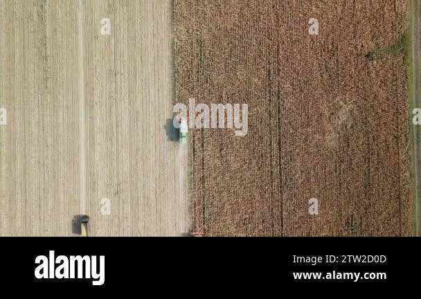 Harvester gathering corn from the field. Russia. Video. UltraHD (4K ...