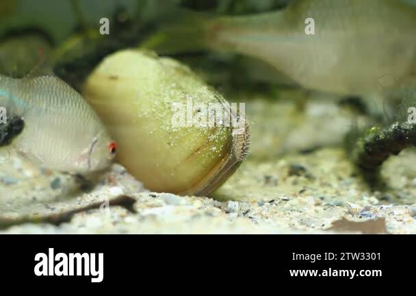 Rhodeus Fish Rhodeus amarus, European bitterling, wide-spread wild small freshwater ...
