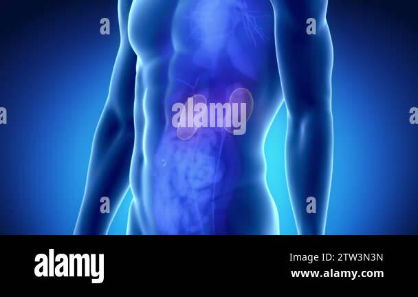 Male anatomy diagram Stock Videos & Footage - HD and 4K Video Clips - Alamy