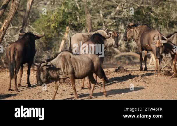 Wildebees Stock Videos & Footage - HD and 4K Video Clips - Alamy