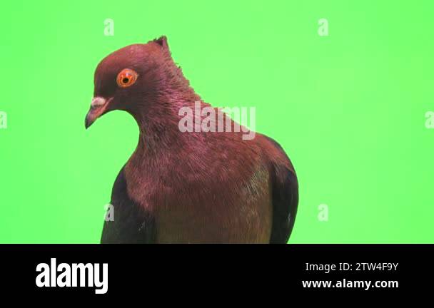Green on a pigeon Stock Videos & Footage - HD and 4K Video Clips - Alamy
