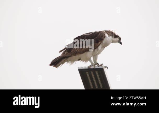 Feeding osprey hawk feeding on the freshly caught fish, standing on a ...