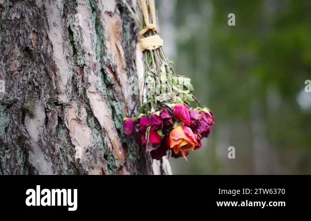 Dried roses Stock Videos & Footage - HD and 4K Video Clips - Alamy