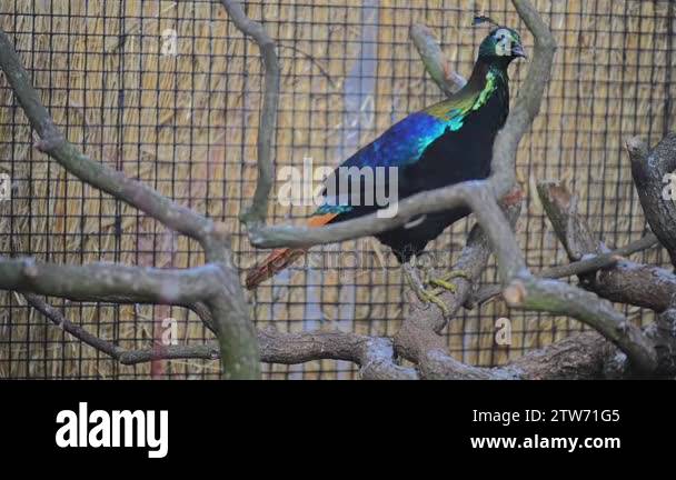 Himalayan monal (Lophophorus impejanus), also known as Impeyan monal