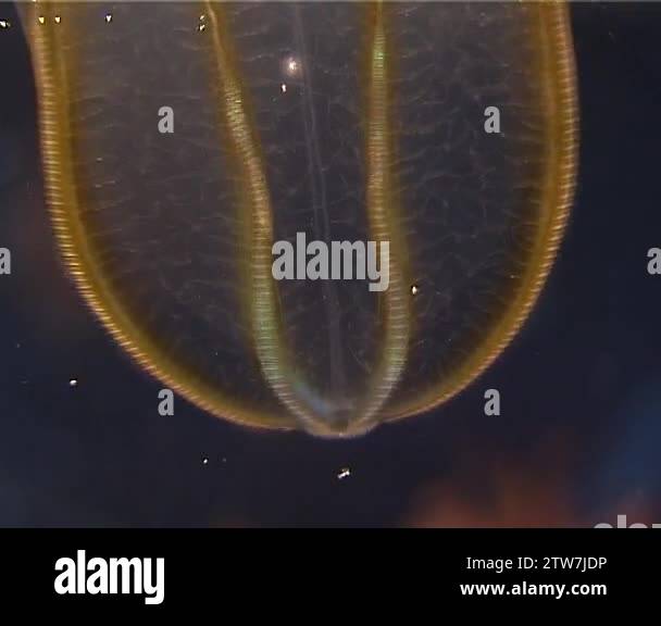 Ctenophores, Predatory comb jelly (Beroe ovata). Fauna of the Black Sea