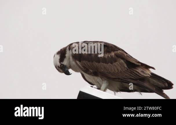 Feeding osprey hawk feeding on the freshly caught fish, standing on a ...