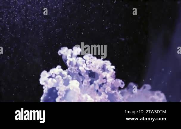 Phyllorhiza punctata is species of jellyfish, also known as floating ...