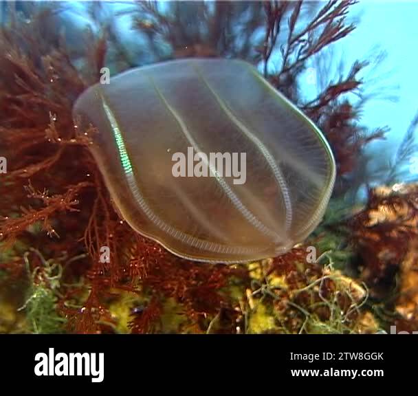 Ctenophores, Predatory comb jelly (Beroe ovata). Fauna of the Black Sea