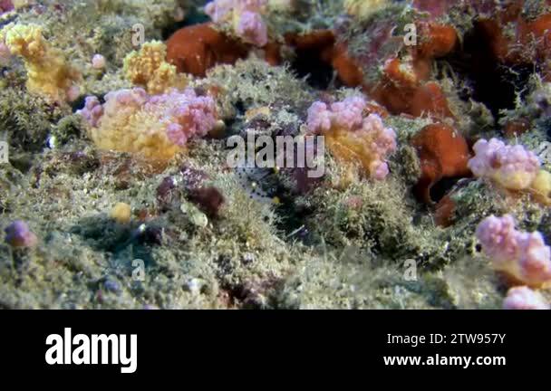 Nudibranch Slug Sea Mollusc on background of underwater seabed in ...