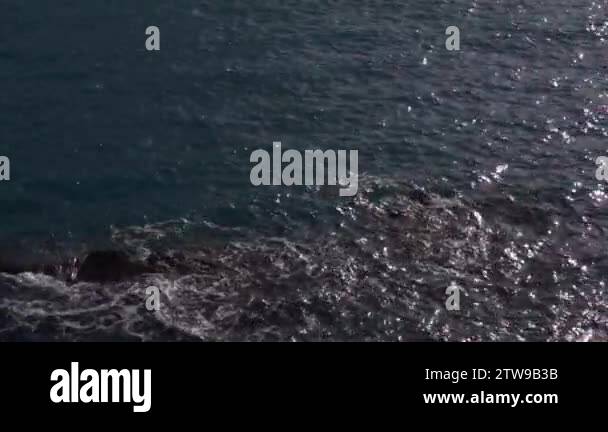 Sea sponge cartoon Stock Videos & Footage - HD and 4K Video Clips - Alamy