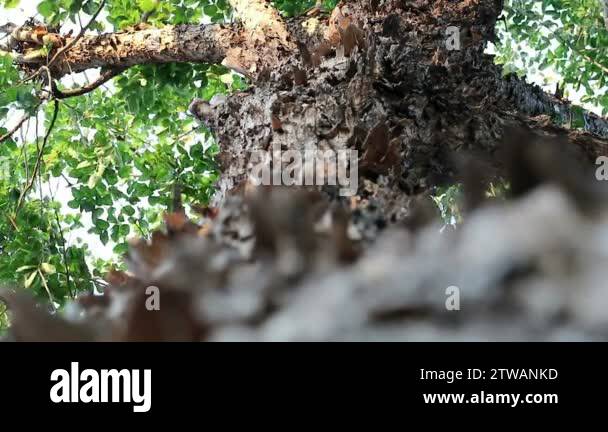 Bizarre looking tree with peeling flaky bark. Pterocarpus macrocarpus ...