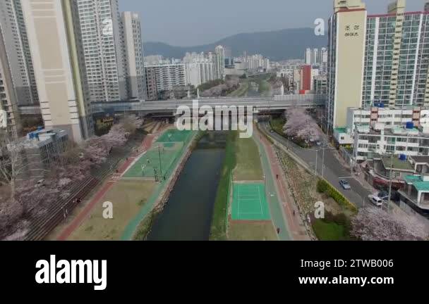 Cherry Blossom Blooming Spring of Oncheoncheon Citizen Park, Busan ...