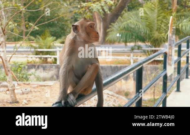 The monkey sits on the railing of the fence at the Zoo. Thailand Stock ...
