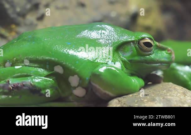 Large tree frog in Stock Videos & Footage - HD and 4K Video Clips - Alamy