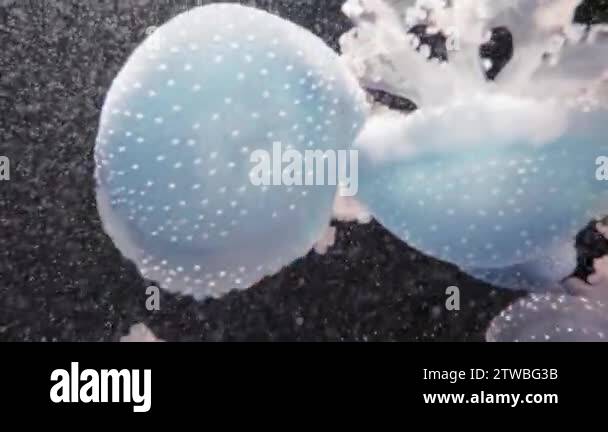 Phyllorhiza punctata is species of jellyfish, also known as floating ...