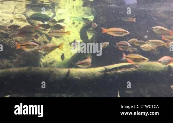 Australian freshwater fish Stock Videos & Footage - HD and 4K Video ...