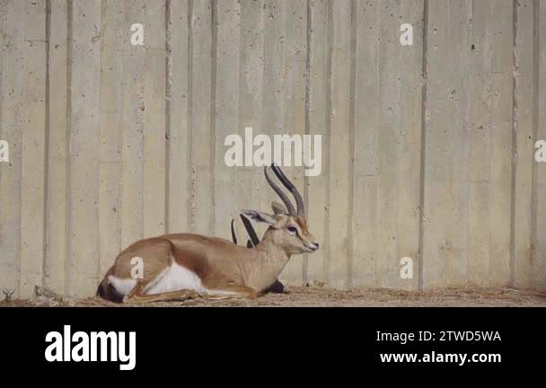 Arabian sand gazelle in Stock Videos & Footage - HD and 4K Video Clips ...