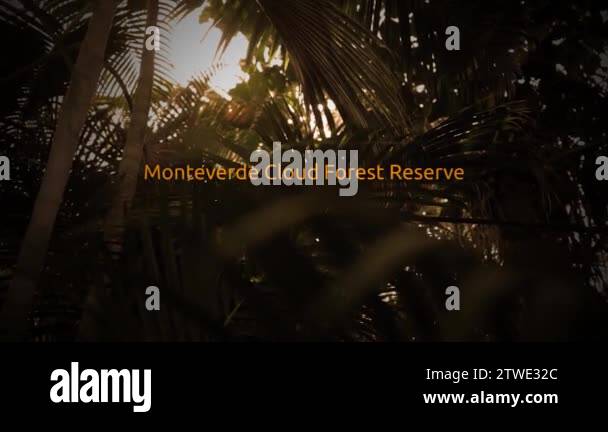 Monteverde cloud forest preserve Stock Videos & Footage - HD and 4K