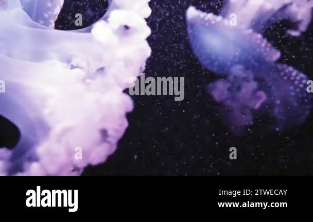 Phyllorhiza punctata is species of jellyfish, also known as floating ...