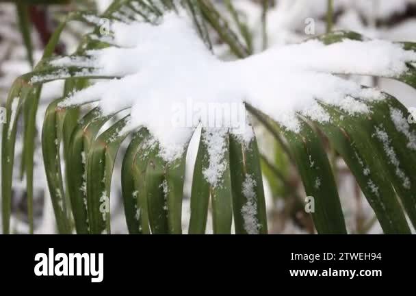 Palm trees in the snow Stock Videos & Footage - HD and 4K Video Clips ...