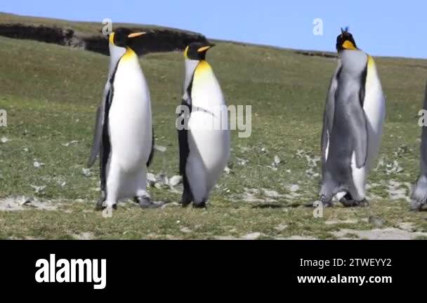 FALKLAND ISLAND ANIMALS visual data 7