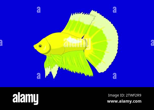 Green Aquarium cockerel fish floats in an aquarium. Handmade animation ...