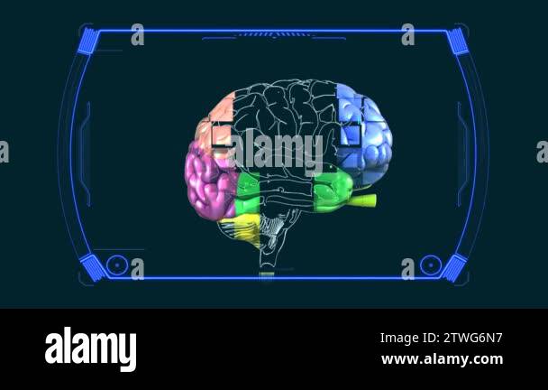 Anatomy Diagram Brain HD Stock Video Footage Biology Diagrams