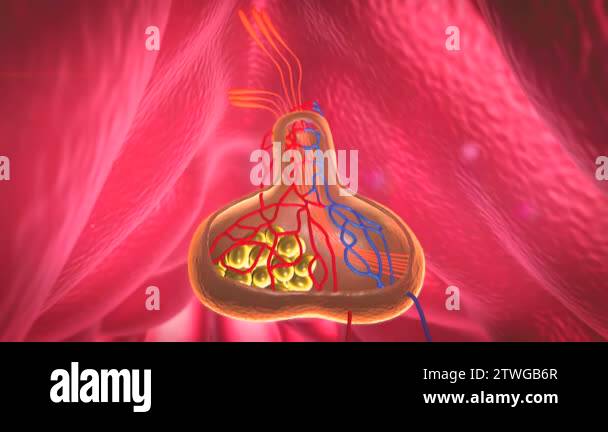 structure of pituitary, Internal organs in a human body, part of brain ...