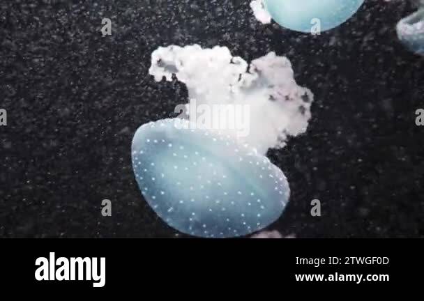 Phyllorhiza punctata is species of jellyfish, also known as floating ...