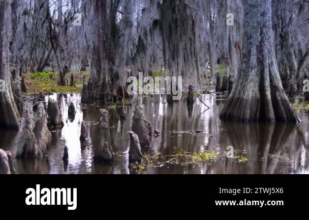 Cypress knees bald cypress tree Stock Videos & Footage - HD and 4K ...