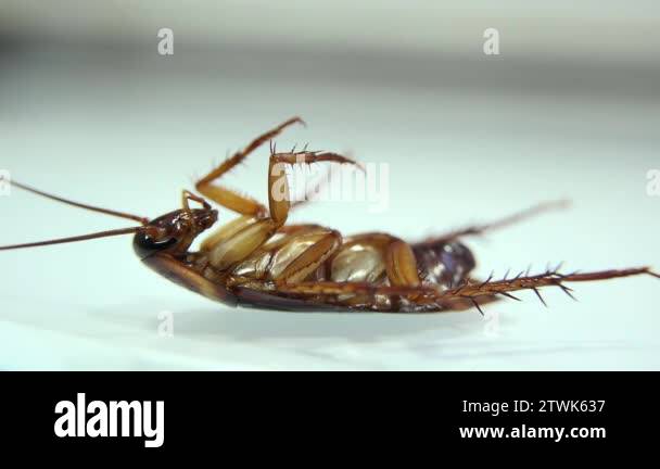 Cockroach isolated and dying on white glass with light effects Stock ...