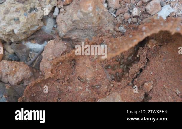 Termites Running Termites running through tunnels and eating wood Stock Video Footage ...
