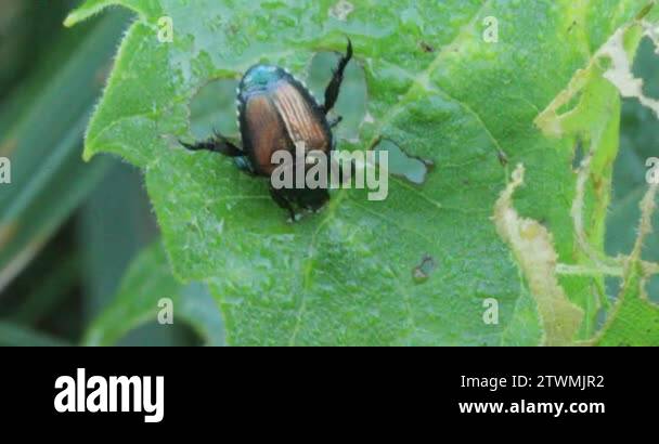 Japanese beetle popillia japonica Stock Videos & Footage - HD and 4K ...