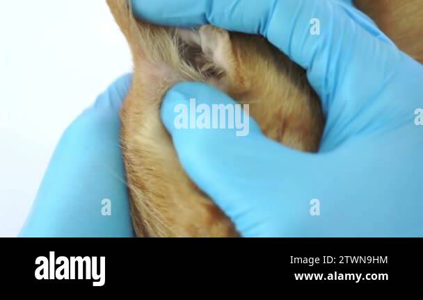 Veterinarian examining cat ear Stock Videos & Footage - HD and 4K Video ...