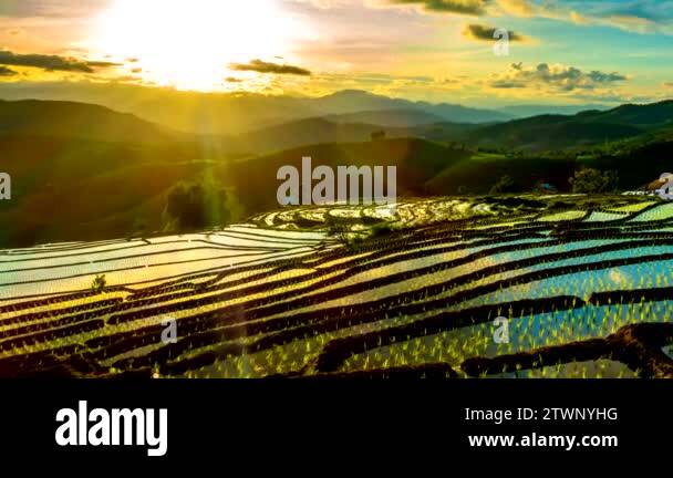 Over Rice Field Time lapse, Sunset over the rice fields reflected in the water at Pa ...
