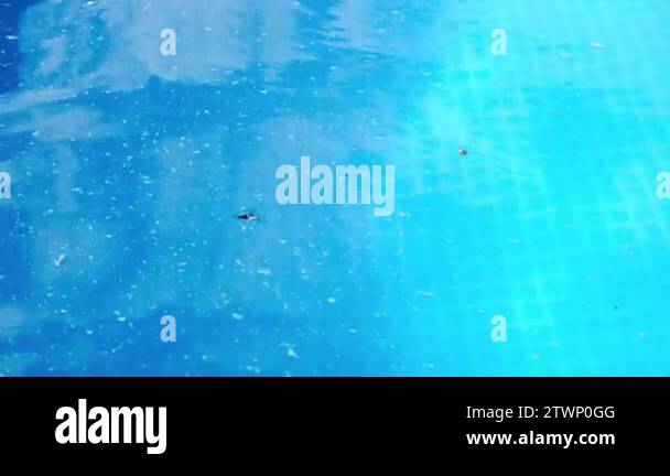 Dirty water in swimming pool. Mote, trash and insects on surface of the ...