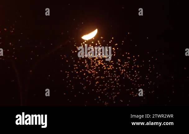 Fishflies Stock Videos & Footage - HD and 4K Video Clips - Alamy