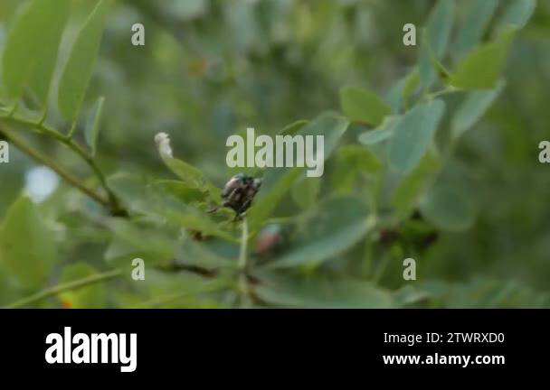 insect infestation: Popillia japonica mating on a tree Stock Video ...