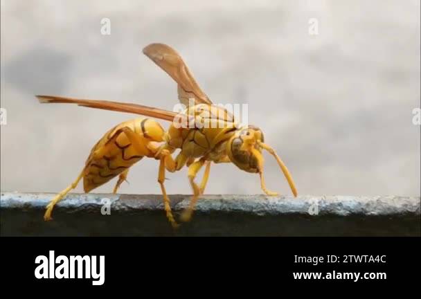 Polistes paper wasps Stock Videos & Footage - HD and 4K Video Clips - Alamy