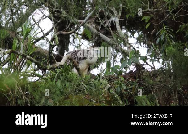 Great Philippine eagle (Pithecophaga jefferyi) nesting in Mindanao ...