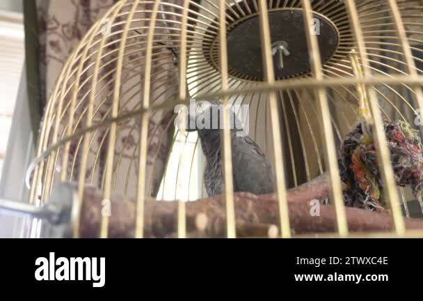 Image showcasing parrot in a golden cage. 4k, slow-motion, close-up. the parrot is ...