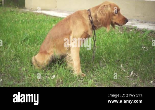 English Cocker Spaniel Is Breed Of Gun, Active, Good-natured, Sporting 