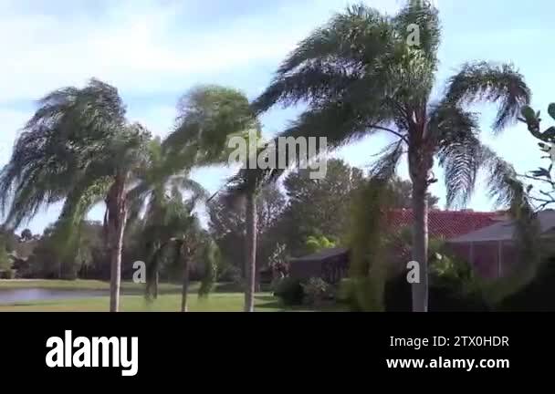 Breezy tropical palm trees Stock Videos & Footage - HD and 4K Video Clips - Alamy
