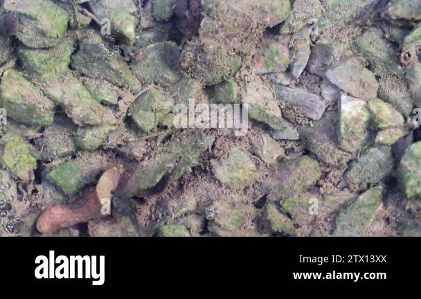 Tadpoles swim and eat algae on leaf and small stones in the water. The ...
