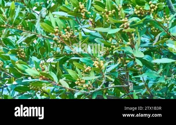 Grecian laurel plant Stock Videos & Footage - HD and 4K Video Clips - Alamy