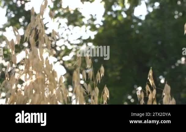 Growing oats in the rays of sunlight.Horizontal ( from left to right ...