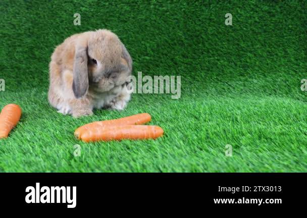 The lop-eared rabbit of a breed a dwarf ram sits on a lawn and washes ...
