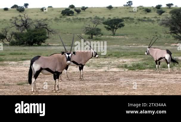kalahari-gemsbok-national-park-stock-videos-footage-hd-and-4k-video