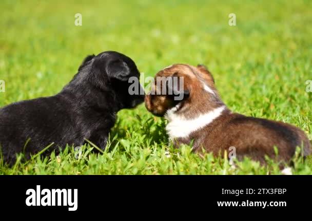 Image result for Puppies playing grass Stock Videos & Footage - HD and 4K Video Clips ...