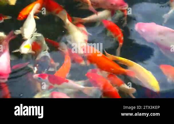 koi fish or carp fish are swimming in pond and one fish is breathing on ...